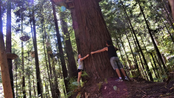 Redwoods Forest (8)